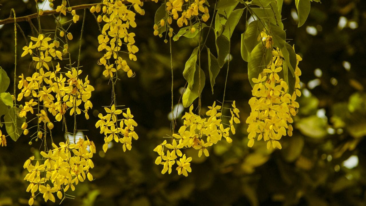 സൂര്യൻ മീനം രാശിയിൽ നിന്നും മേടം രാശിയിൽ പ്രവേശിക്കുന്ന നിമിഷമാണ് പ്രധാനം. സൂര്യോദയത്തിന് ശേഷം ആദിതൃസംക്രമം വന്നതിനാൽ വിഷുക്കണിയും വിഷു ആഘോഷവും തൊട്ടടുത്ത ദിവസമായ ഏപ്രിൽ 15 ന് ബുധനാഴ്ചയാണ് ആഘോഷിക്കേണ്ടത് എന്ന പ്രത്യേകത ഇക്കുറി ഉണ്ട്. സംക്രമ സമയത്ത് ചന്ദ്രൻ കൃഷ്ണപക്ഷ ദ്വാദശിയിൽ ചതയം നക്ഷത്രത്തിലാണ്.