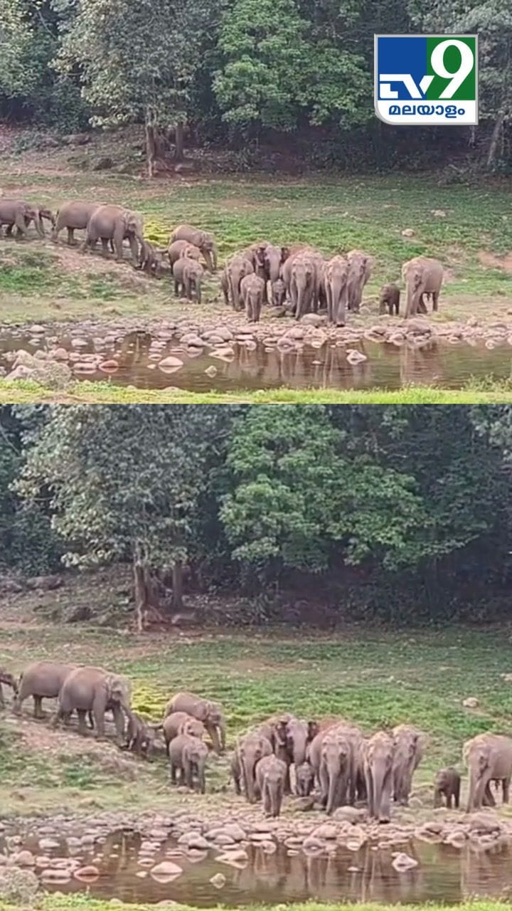 ഇടുക്കി ഈറ്റചോലയാറ്റിൽ വെള്ളം കുടിക്കാനെത്തിയ ആനക്കൂട്ടം