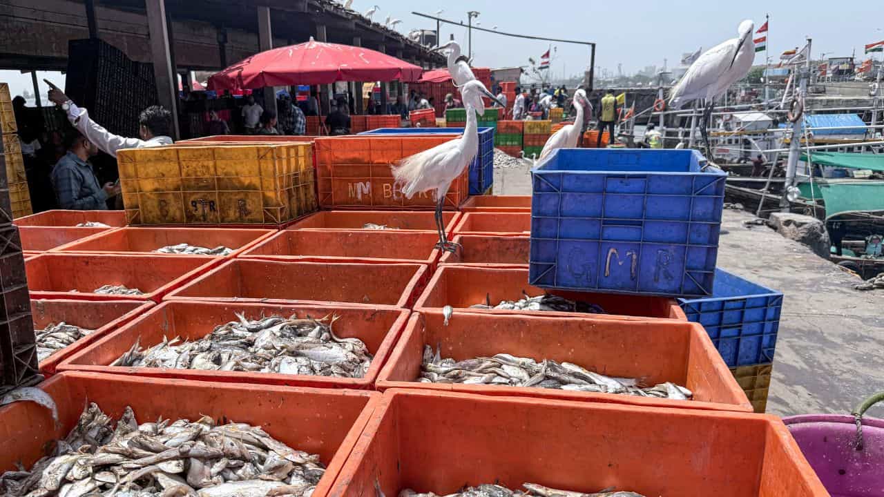 Kerala Marine Fish Production: കേരള തീരത്ത് മത്തിച്ചാകര, 10 വർഷത്തിനിടയിലെ റെക്കോർഡ് ലഭ്യത...