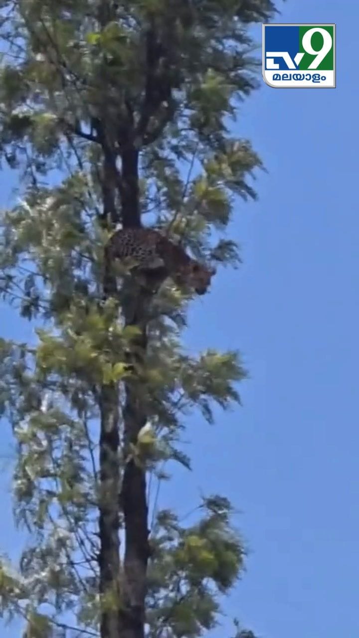 ആ മരത്തിൻ്റെ മുകളിൽ ഇരിക്കുന്നത് ആരാണെന്ന് കണ്ടോ?