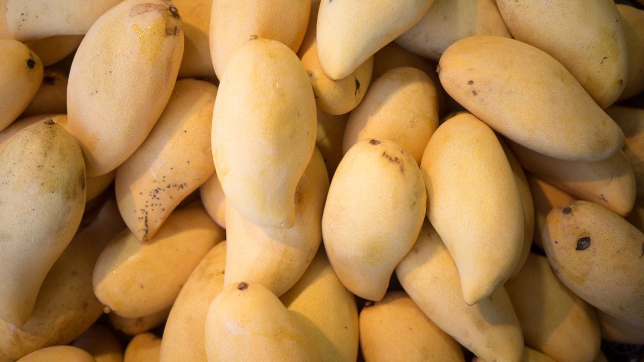 മാമ്പഴം നല്ലൊരു ഊർജ്ജ സ്രോതസ്സാണ്. വർക്കൗട്ട് ചെയ്യുന്നതിന് അര മണിക്കൂർ മുൻപ് മാമ്പഴം കഴിക്കുന്നത് കഠിനമായ വ്യായാമം ചെയ്യാൻ ആവശ്യമായ ഊർജ്ജം നൽകും. വിറ്റാമിൻ A, വിറ്റാമിൻ C എന്നിവയാൽ സമ്പന്നമാണ് മാമ്പഴം. ഇതിലടങ്ങിയിരിക്കുന്ന നാരുകൾ മലബന്ധം ഒഴിവാക്കാനും ദഹനം മെച്ചപ്പെടുത്താനും സഹായിക്കുന്നു. ഇത് പരോക്ഷമായി ശരീരഭാരം നിയന്ത്രിക്കാൻ സഹായിക്കും.