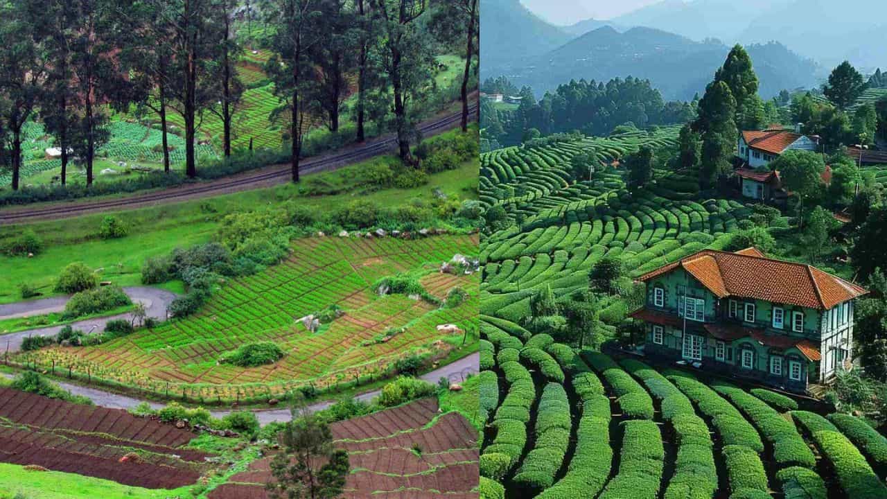 Ooty Summer Travel: മഞ്ഞും മലയും പൂക്കളും! ഊട്ടി യാത്രയ്ക്ക് ഒരുങ്ങുകയാണോ: ഈ സ്പോട്ടുകൾ മിസ്സാക്കരുതേ