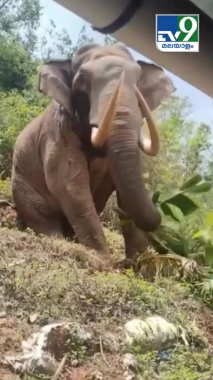 മൂന്നാറിൽ വീണ്ടും പടയപ്പയുടെ വിളയാട്ടം