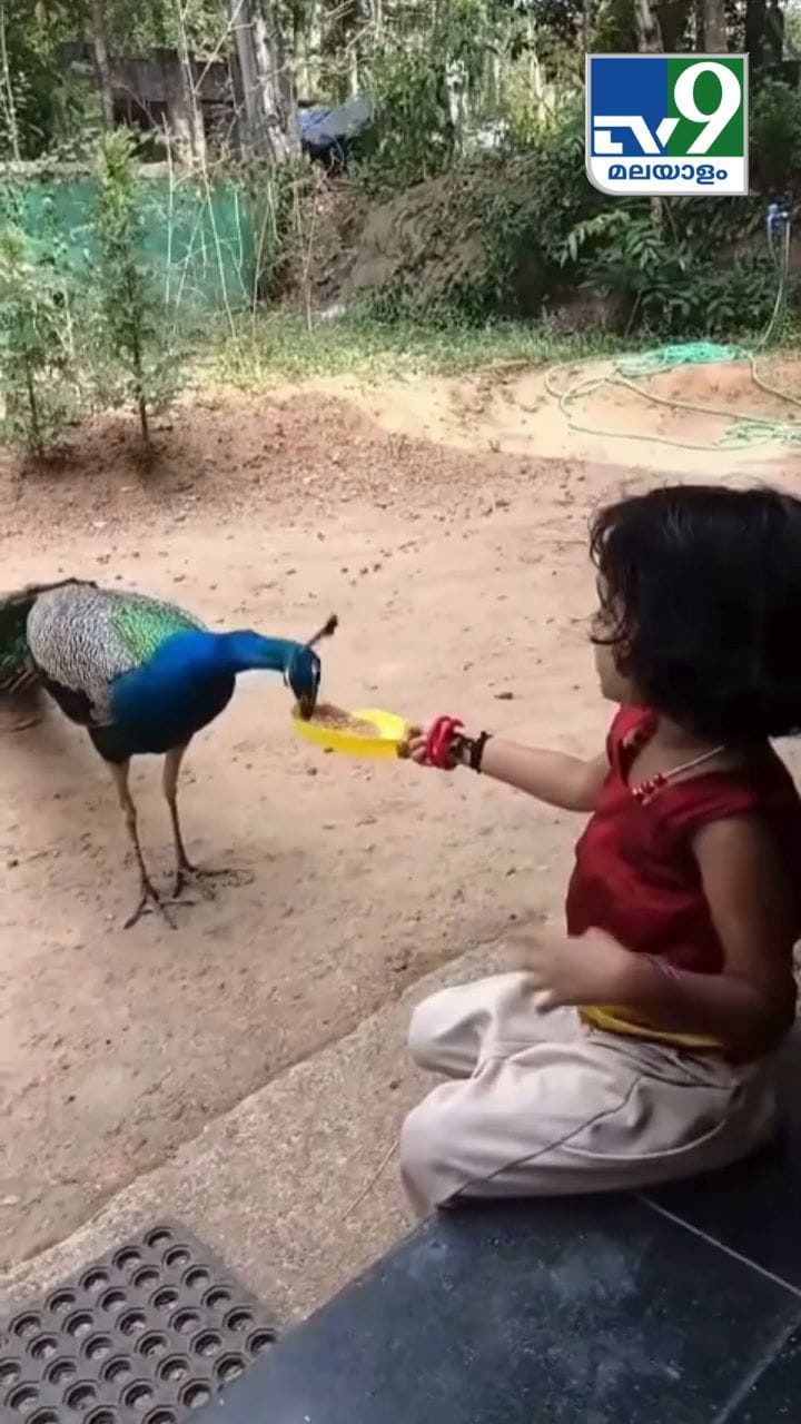 ;നിൻ്റെ കൂട്ടുകാരൻ വന്നിരുന്നു' മയലിനോട് കുശലം പറഞ്ഞിരിക്കുന്ന കുട്ടി