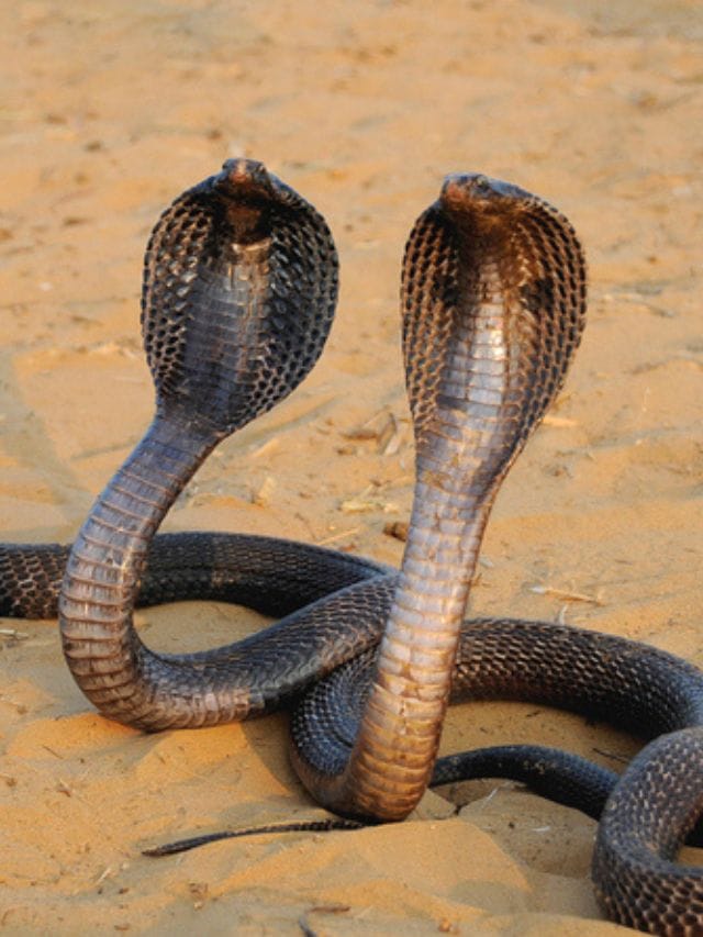 ഗ്യാസ് കുറ്റിക്കടിയില്‍ പാമ്പ് ഒളിച്ചിരിക്കും; വേഗം ഇത് ചെയ്‌തോളൂ