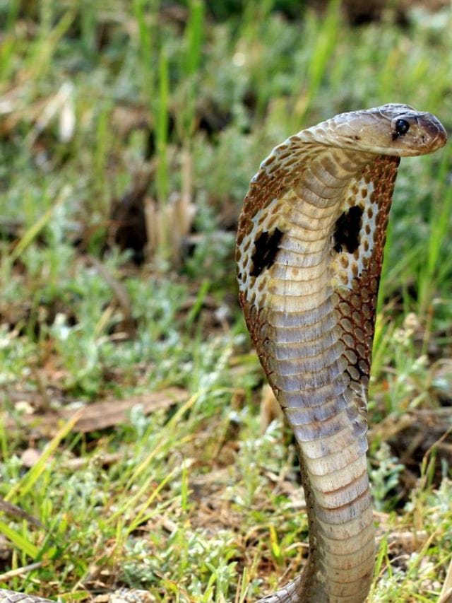 വെളുത്തുള്ളി ചതച്ച് തളിച്ചാൽ പാമ്പ് വരില്ലേ?