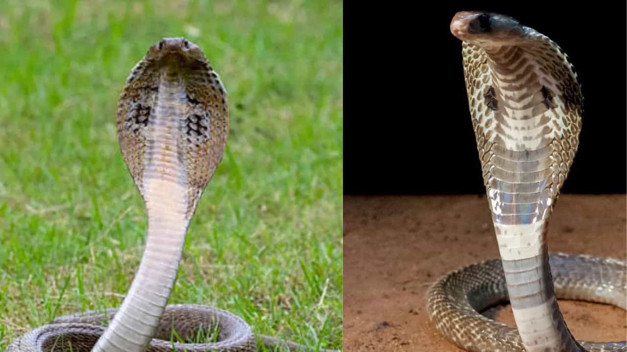 Cobra Bite Death: ആലപ്പുഴയിൽ മൂർഖന്റെ കടിയേറ്റ് വീട്ടമ്മ മരിച്ചു