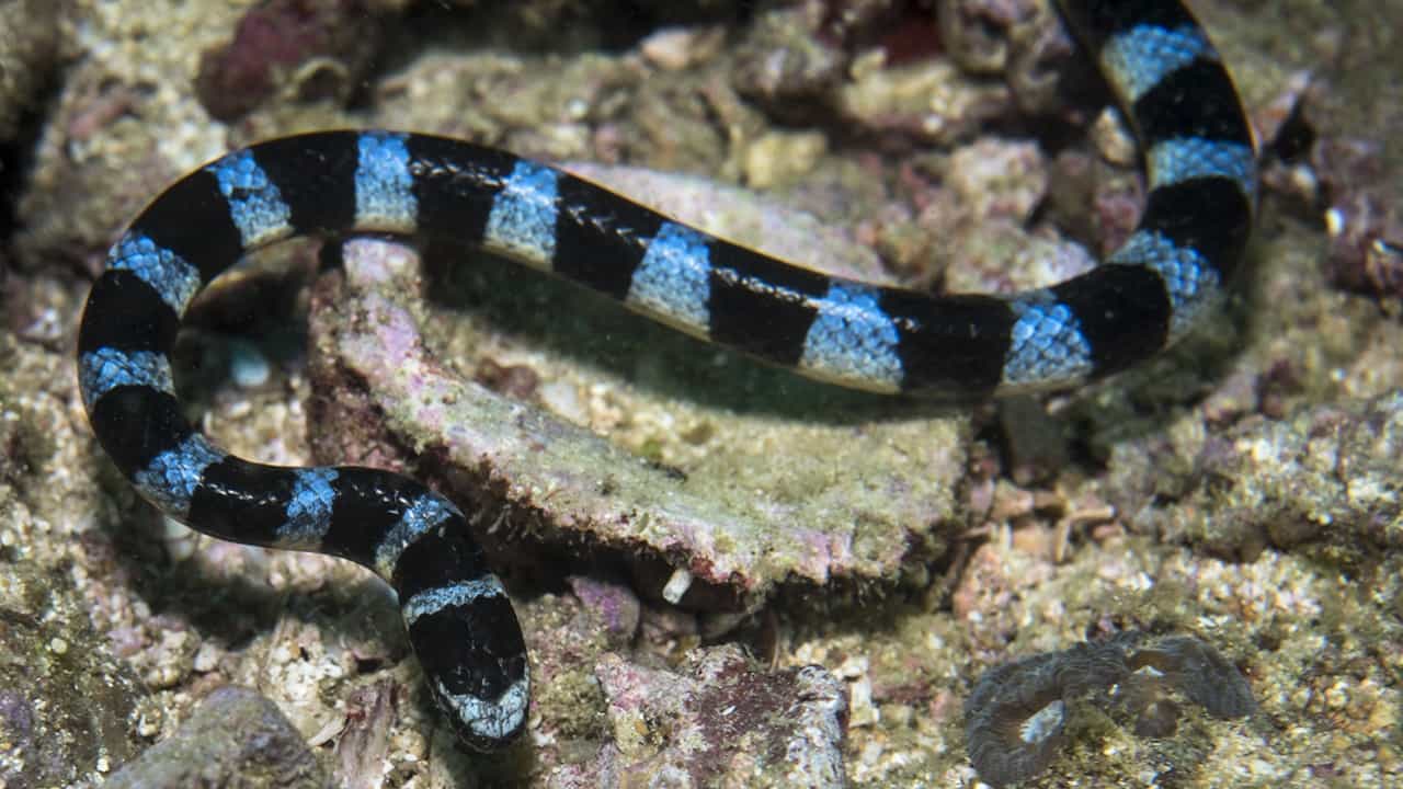 Snakebite Incident: ആല്‍ജോയുടെ വീട്ടില്‍ നിന്ന് ഇതുവരെ കണ്ടെത്തിയത് അഞ്ച് പാമ്പുകള്‍; ശുചിമുറിയുടെ തറ പൊളിച്ചും പരിശോധന; ആശങ്ക