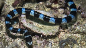 Snakebite Incident: ആല്‍ജോയുടെ വീട്ടില്‍ നിന്ന് ഇതുവരെ കണ്ടെത്തിയത് അഞ്ച് പാമ്പുകള്‍; ശുചിമുറിയുടെ തറ പൊളിച്ചും പരിശോധന; ആശങ്ക