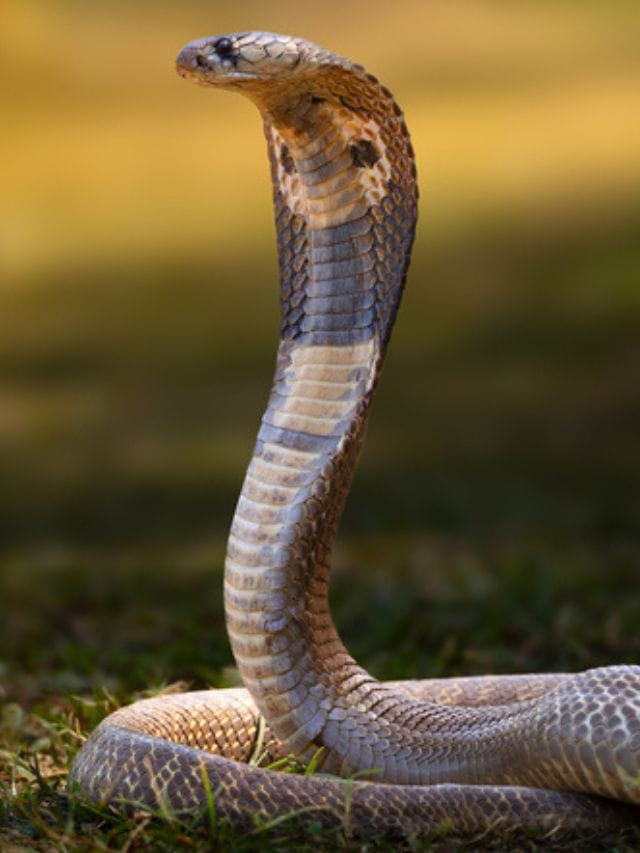 ഈ ഭക്ഷണങ്ങള്‍ സൂക്ഷിച്ചാല്‍ വീട്ടില്‍ പാമ്പ് കേറും