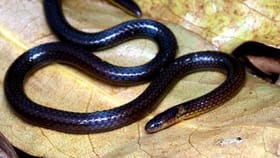 എന്തുകൊണ്ടാണ് കേരളത്തിലെ എല്ലാ ആശുപത്രികളിലും ആന്റിവെനം...