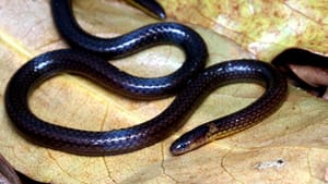 Antivenom: എന്തുകൊണ്ടാണ് കേരളത്തിലെ എല്ലാ ആശുപത്രികളിലും ആന്റിവെനം ഇല്ലാത്തത്?