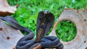 5 ദിവസം 3 മരണം, 2 ഉം കുട്ടികൾ, കേരളത്തിൽ പാമ്പ് കടിയേൽക്കുന്നവർ