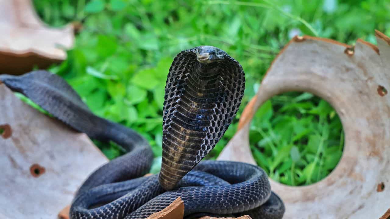 Kerala Snake Bite Deaths: 5 ദിവസം 3 മരണം, 2 ഉം കുട്ടികൾ, കേരളത്തിൽ പാമ്പ് കടിയേൽക്കുന്നവരുടെ എണ്ണം കൂടുന്നു?