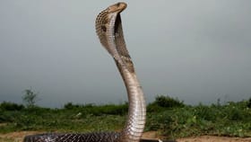 കടിച്ചത് പാമ്പു തന്നെയാണോ? ഈ ലക്ഷണങ്ങൾ ശ്രദ്ധിക്കുക