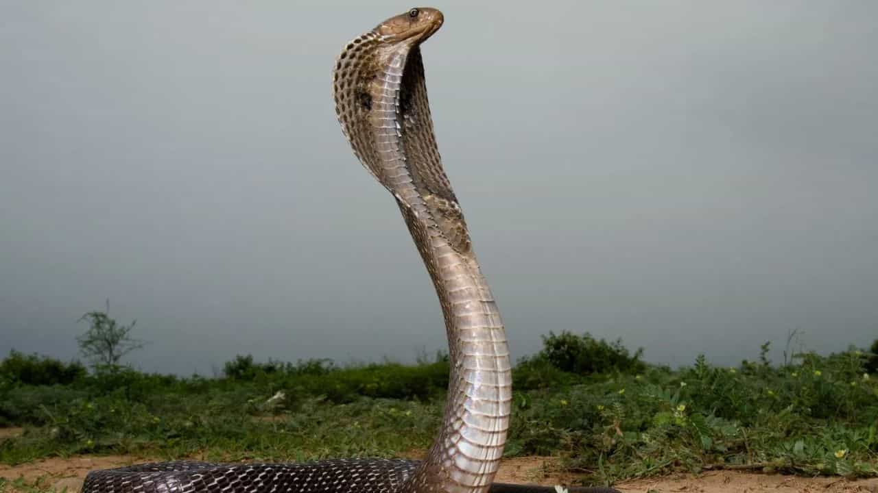 Snake Bite symptoms: കടിച്ചത് പാമ്പു തന്നെയാണോ? ഈ ലക്ഷണങ്ങൾ ശ്രദ്ധിക്കുക, പ്രഥമശുശ്രൂഷ ഇങ്ങനെ