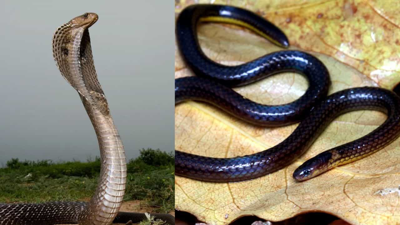 Anti-Venom: പാമ്പിൻ വിഷത്തിന് മരുന്ന് പാമ്പിൻ വിഷം തന്നെ, എങ്ങനെയാണ് ആന്റിവെനം നിർമ്മിക്കുന്നത്?