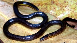 Banana Peel: പഴത്തൊലി കളയാൻ വരട്ടെ, മുടി തഴച്ചു വളരാൻ ഇതൊന്ന് മതിയെന്നേ