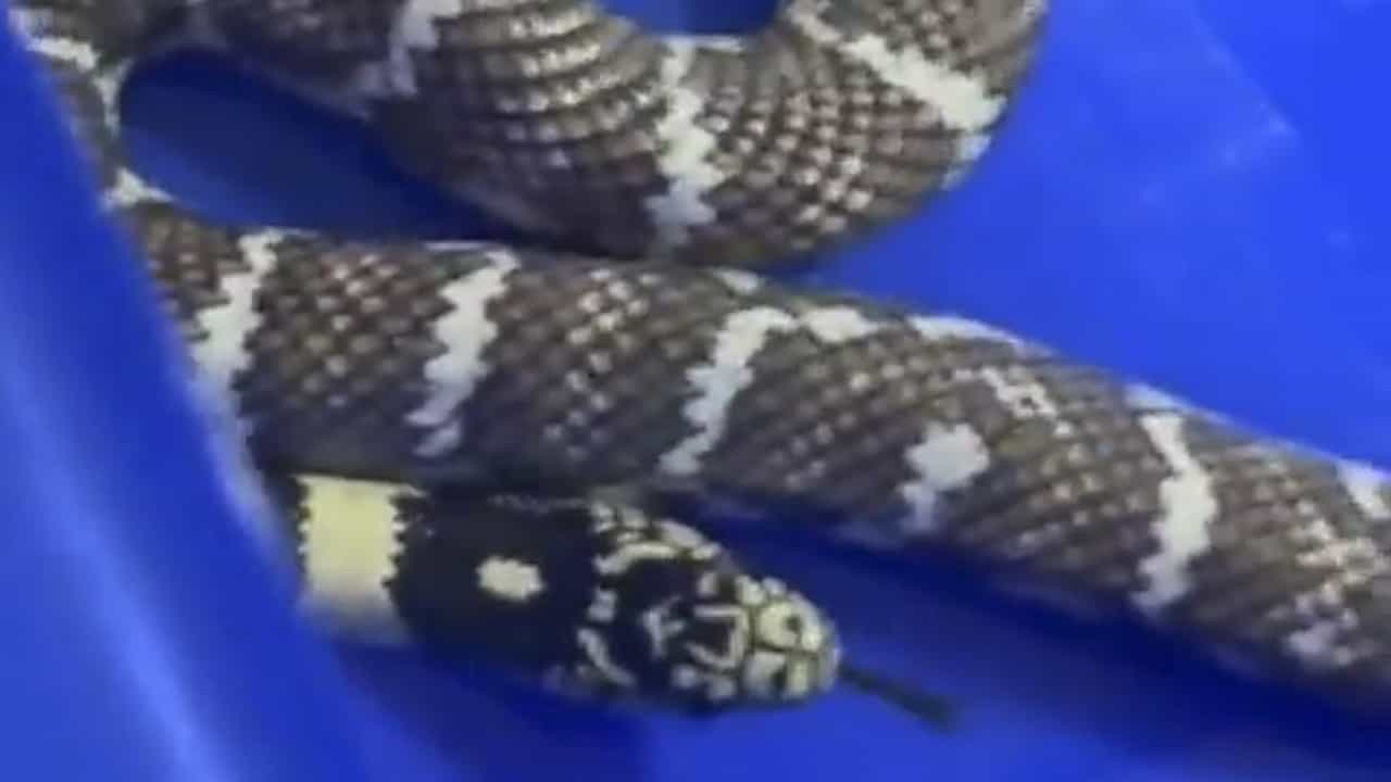 Snakebite Incident: ആല്‍ജോയുടെ വീട്ടില്‍ നിന്ന് ഇതുവരെ കണ്ടെത്തിയത് അഞ്ച് പാമ്പുകള്‍; ശുചിമുറിയുടെ തറ പൊളിച്ചും പരിശോധന; ആശങ്ക