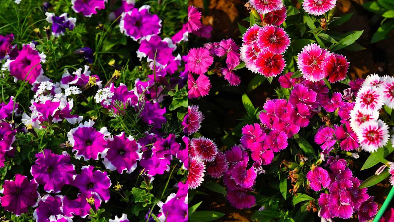 Kumily–Thekkady Flower Show: തേക്കടിയിലേക്ക് വണ്ടി വിടാം... കുമളി പുഷ്പമേള തുടങ്ങി; പ്രവേശന സമയവും ഫീസും