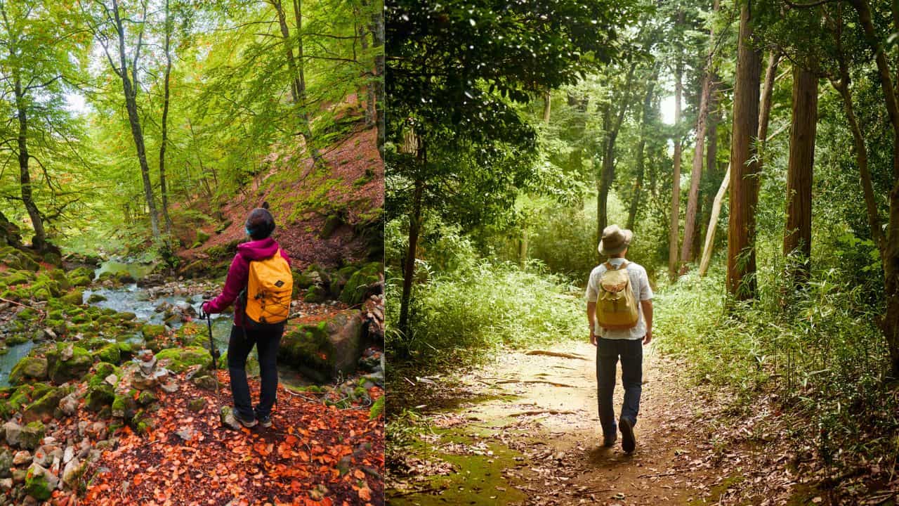 Trekking Tips: ട്രെക്കിംഗിനിടെ വഴിതെറ്റിയാൽ എന്തുചെയ്യണം? ഈ അതിജീവന വിദ്യകൾ മനസ്സിൽ കുറിച്ചോ