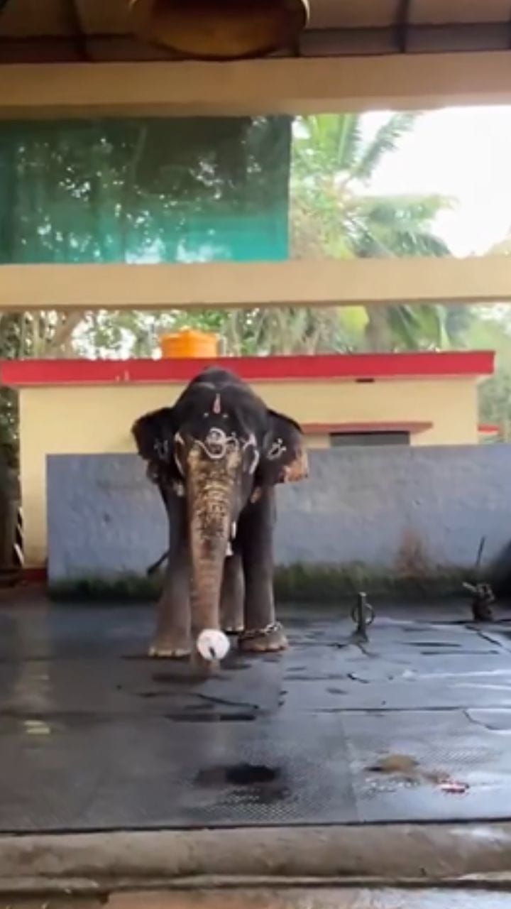 ഫുട്ബോൾ കളിക്കുന്നൊരാന, വൈറൽ