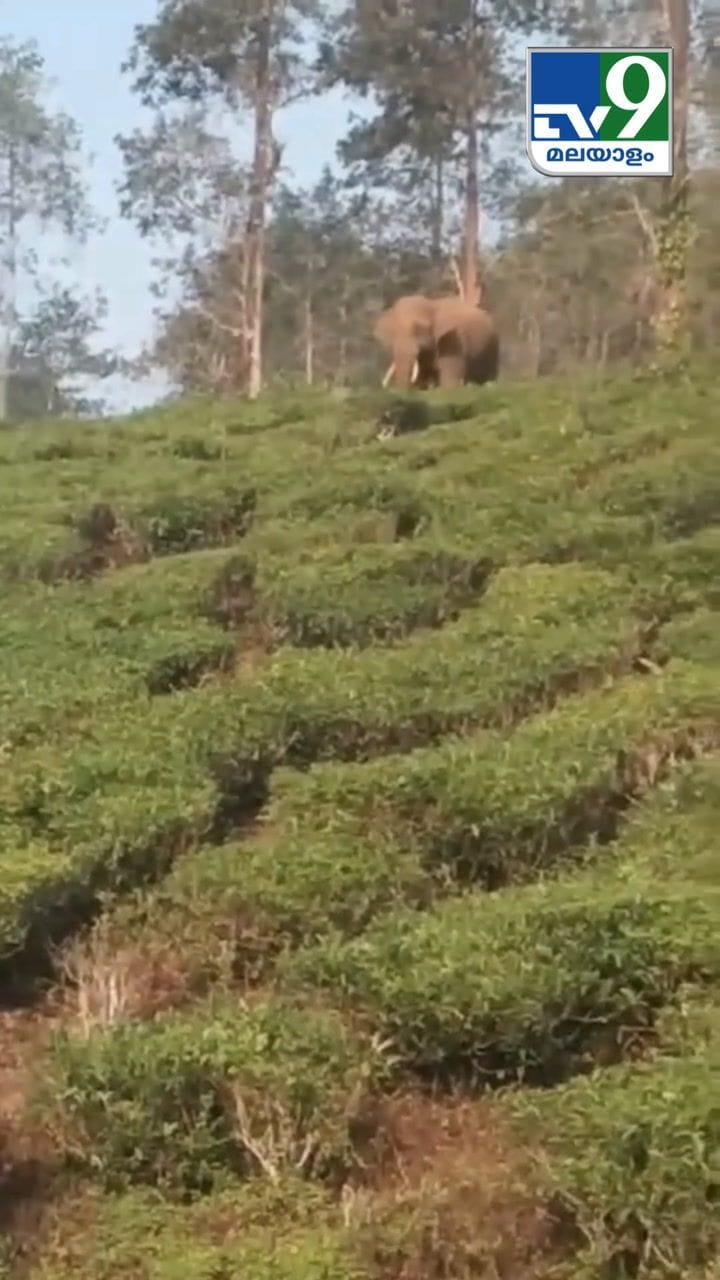 വയനാട് ചുണ്ടേലിൽ കാട്ടാന ഇറങ്ങിയപ്പോൾ