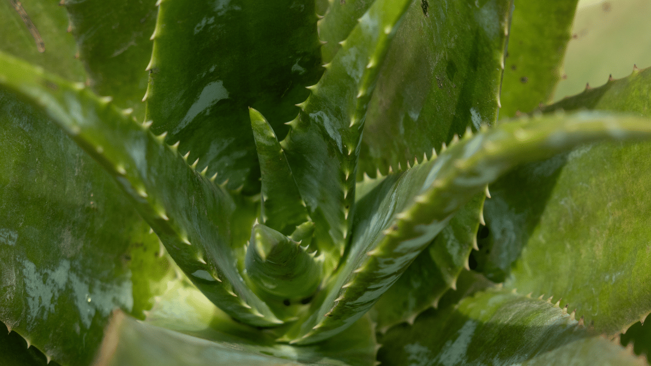 കറ്റാർവാഴ വീടിനുള്ളിൽ വളർത്തുന്നതിലൂടെ നിരവധി ​ഗുണങ്ങളാണ് ലഭിക്കുന്നത്. ഇവ രാത്രിയിലും ഓക്സിജൻ പുറത്തുവിടുന്നുണ്ട്. അതിനാൽ നിങ്ങളുടെ കിടപ്പുമുറിയിൽ വെക്കാൻ പറ്റിയ മികച്ച ചെടിയാണിത്. 
