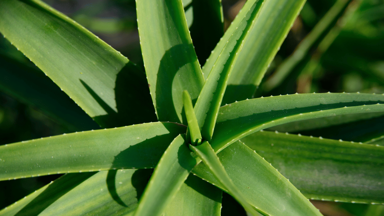 ഏറെ ഗുണങ്ങളുള്ള ഒരു ചെടിയാണ് കറ്റാർവാഴ. എന്നാൽ ഇതൊരു ഇൻഡോർ ചെടി കൂടിയാണെന്ന് അറിയാമോ? അതെ, കറ്റാർവാഴ വെറുമൊരു ഔഷധസസ്യം മാത്രമല്ല, വീടിനുള്ളിൽ വളർത്താൻ പറ്റിയ മികച്ചൊരു ഇൻഡോർ പ്ലാന്റ് കൂടിയാണ്.