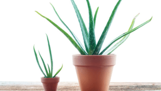 Summer tips: ചൂട് സഹിക്കാനാകുന്നില്ലേ…. ശരീരവും മനസും സ്വയം തണുപ്പിക്കുന്ന ആയുർവ്വേദ വഴികൾ