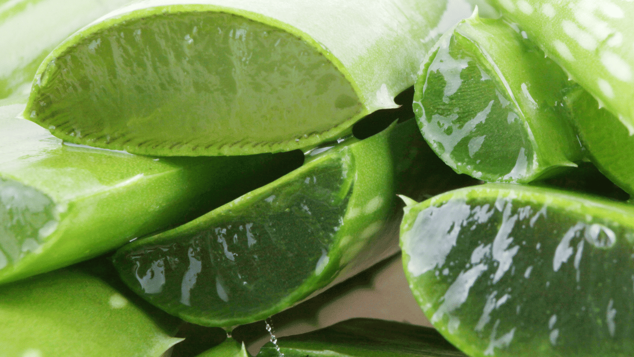 ദിവസവും നനയ്ക്കേണ്ട ആവശ്യമില്ലാത്തതിനാൽ ജോലിത്തിരക്കുള്ളവർക്കും വീടിനുള്ളിൽ കറ്റാർ വാഴ വളർത്താം. കൂടാതെ, സൗന്ദര്യവർദ്ധക വസ്തുവായും അടുക്കളയിൽ ജോലി ചെയ്യുമ്പോഴുണ്ടാകുന്ന ചെറിയ പൊള്ളലുകൾക്ക് ആശ്വാസമായും ഇതിന്റെ ജെൽ ഉപയോ​ഗിക്കാം. (Image Credit: Getty Images)
