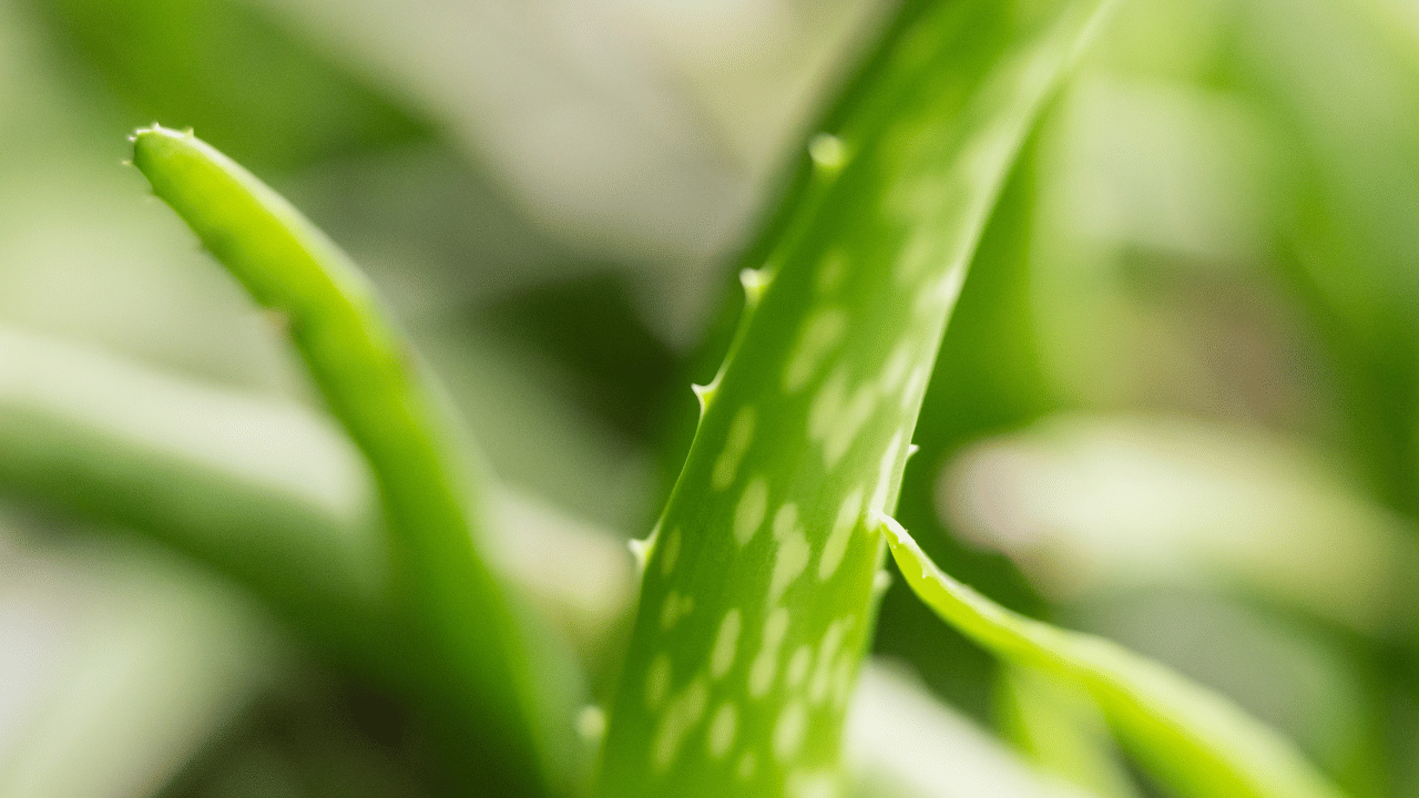 അതേസമയം, കറ്റാർ വാഴ രാത്രിയിൽ ഓക്സിജൻ പുറത്തുവിടുക മാത്രമല്ല, വായുവിലെ കാർബൺ മോണോക്സൈഡ്, ബെൻസീൻ തുടങ്ങിയ ദോഷകരമായ വാതകങ്ങളെ ആഗിരണം ചെയ്യുകയും ചെയ്യുന്ന അപൂർവ്വം സസ്യങ്ങളിൽ ഒന്നാണിത്.
