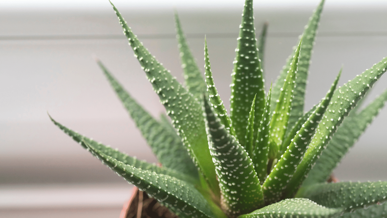 ഇത്തരത്തിൽ കറ്റാർവാഴ നിങ്ങളുടെ കിടപ്പുമുറിയിൽ വയ്ക്കുന്നതിലൂടെ  ഉറക്കത്തിന്റെ ഗുണനിലവാരം മെച്ചപ്പെടുത്താൻ ഇവ സഹായിക്കും. കൂടാതെ, ലിവിംഗ് റൂമിലും കറ്റാർ വാഴ വയ്ക്കാം. വീടിന് പ്രത്യേകമൊരു സൗന്ദര്യം ഇവ നൽകുന്നു.
