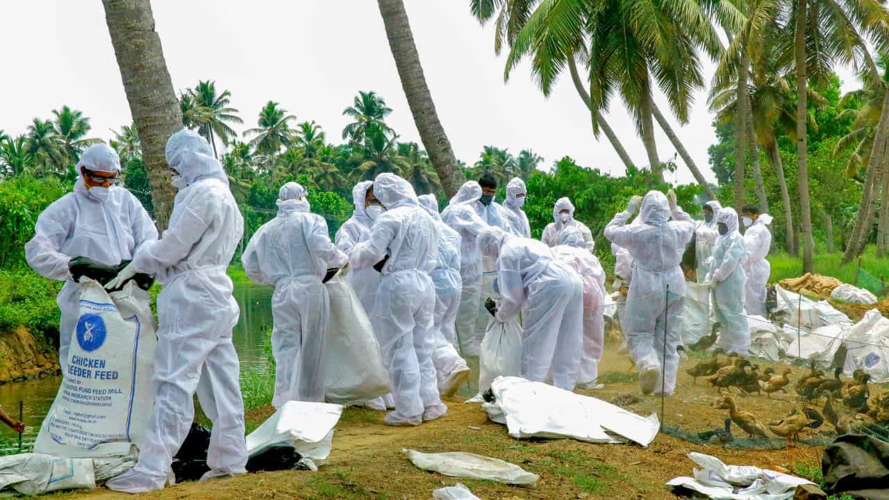 Kottayam Bird Flu: കോട്ടയത്ത് വീണ്ടും പക്ഷിപ്പനി ഭീതി; ഉദയനാപുരത്ത് രോഗം സ്ഥിരീകരിച്ചു, 8 പഞ്ചായത്തുകളിൽ ജാഗ്രത