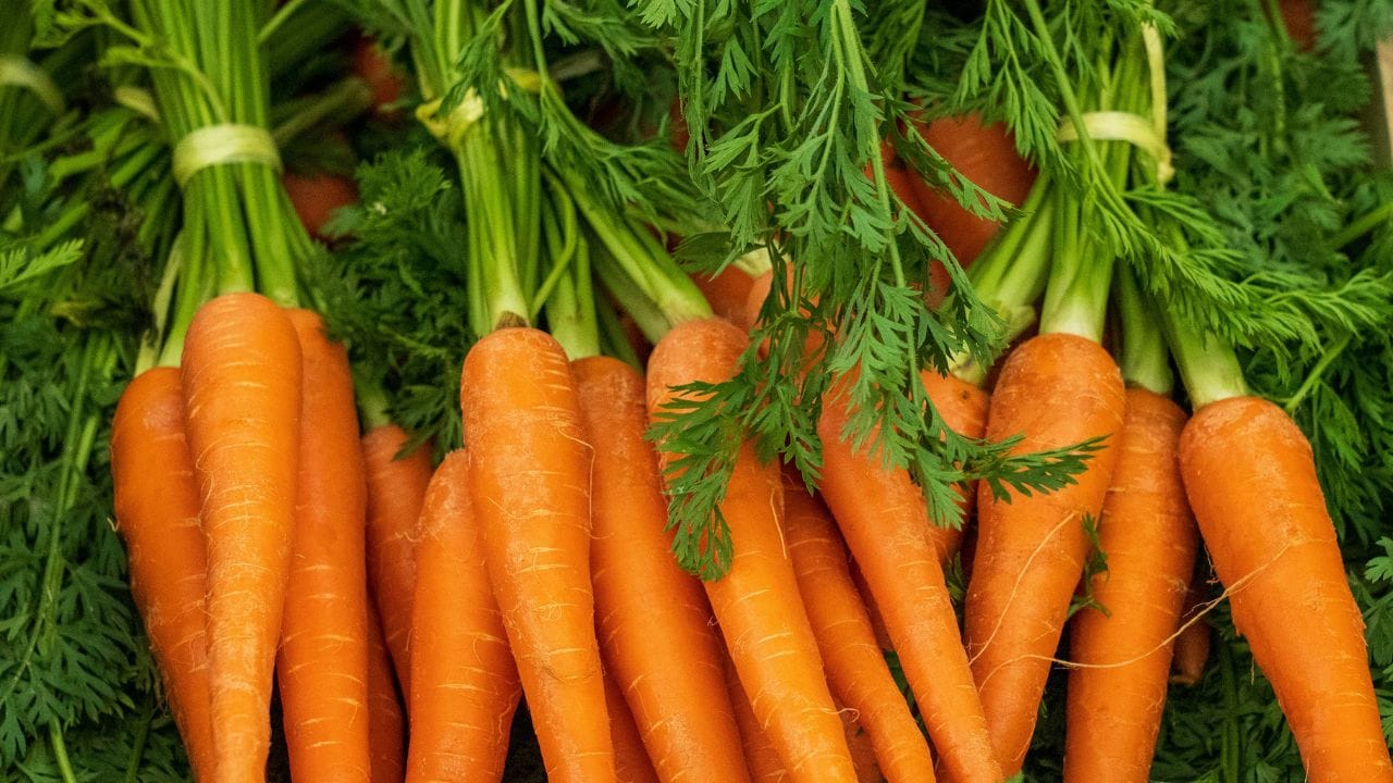  ഉയർന്ന അളവിൽ നാരുകൾ അടങ്ങിയിട്ടുള്ളതിനാൽ മലബന്ധം അനുഭവിക്കുന്നവർക്ക് കാരറ്റ് ഇലകൾ മികച്ചൊരു പ്രതിവിധിയാണ്. തോരൻ വെച്ചോ സൂപ്പുകളിൽ ചേർത്തോ ഇവ ഉപയോഗിക്കാവുന്നതാണ്.