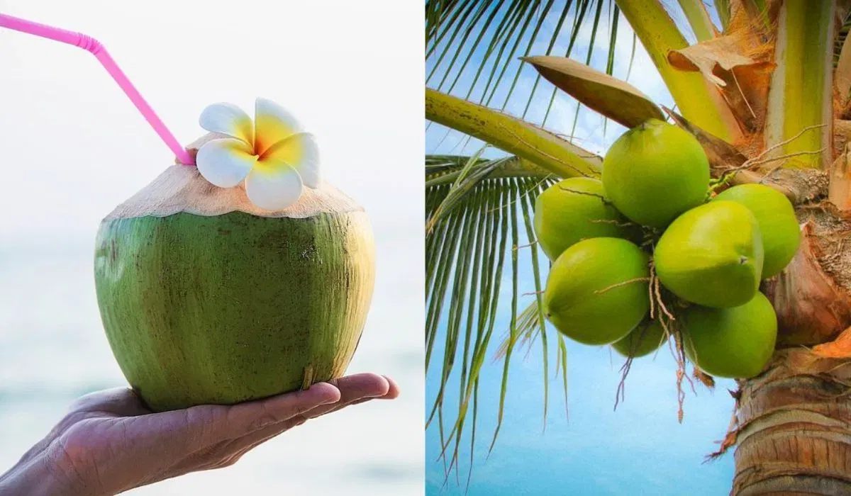 നീളത്തിലുള്ള കരിക്കുകളെക്കാൾ ഉരുണ്ട ആകൃതിയിലുള്ള കരിക്കുകളിലാണ് കൂടുതൽ വെള്ളം കാണപ്പെടാറുള്ളത്. അതിനാൽ വാങ്ങുമ്പോൾ ഉരുണ്ട കരിക്കുകൾ തിരഞ്ഞെടുക്കാൻ ശ്രദ്ധിക്കുക. കൃത്രിമ ശീതളപാനീയങ്ങളെക്കാൾ ആരോഗ്യഗുണമുള്ള കരിക്ക് കൃത്യമായി തിരഞ്ഞെടുക്കുന്നതിലൂടെ ഈ വേനൽക്കാലത്ത് ദാഹത്തിനൊപ്പം ഉന്മേഷവും നിലനിർത്താൻ നമുക്ക് സാധിക്കും.