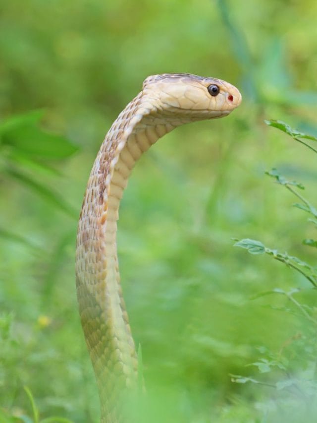 വീടിനുള്ളിൽ പാമ്പുണ്ടോ? എങ്ങനെ പരിശോധിക്കാം?