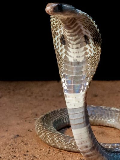 പാമ്പുകളെ തുരത്താൻ ഇതാ നാടൻ വിദ്യകൾ! ചെയ്യേണ്ടത് ഇതെല്ലാം