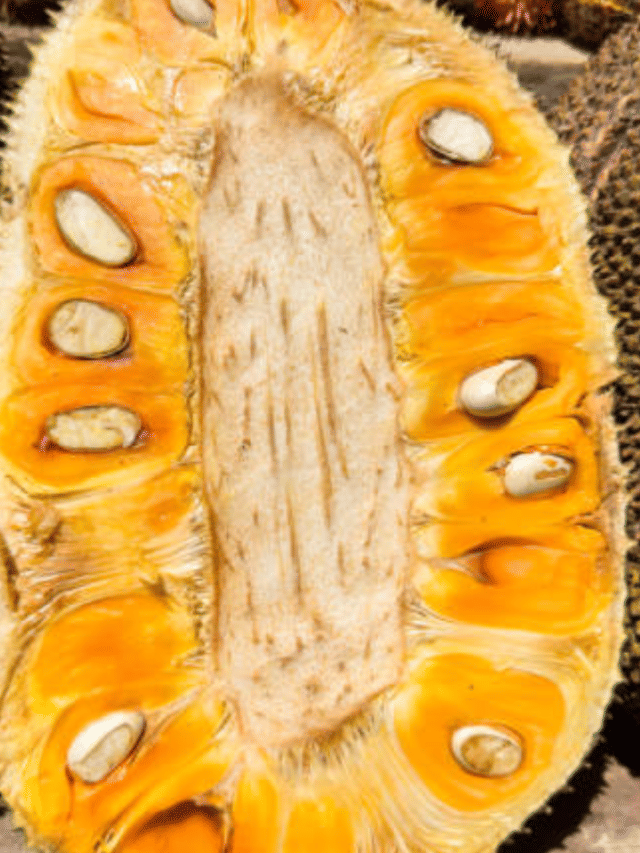 ആരാണ് ജാക്ക്... ചക്ക എങ്ങനെ ജാക്ക്ഫ്രൂട്ടായി ?