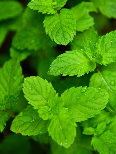 പുതിനയില ഇനി കാടുപോലെ വളരും! ആർത്തുവളരാൻ ഈ ഒരു കൂട്ട് മതി