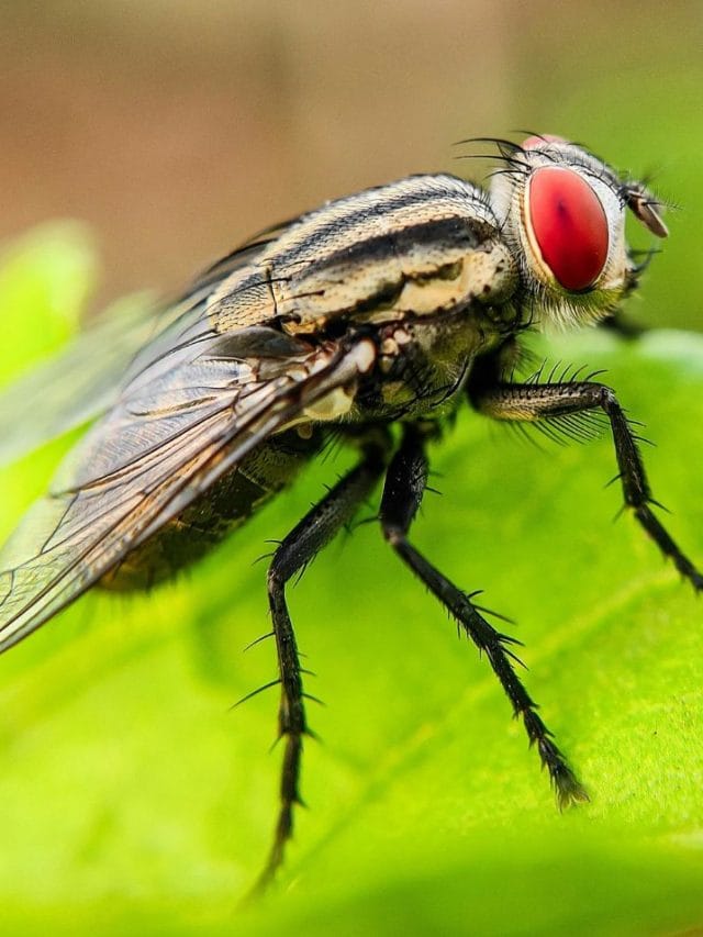 ഈച്ച ശല്യം കൊണ്ട് പൊറുതിമുട്ടിയോ? ഒരു കഷ്ണം കർപ്പൂരം മതി