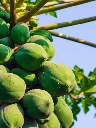 പപ്പായ വെറുതെ കഴിക്കാതെ ജൂസ് ആക്കിയാൽ എന്തു മാറ്റം