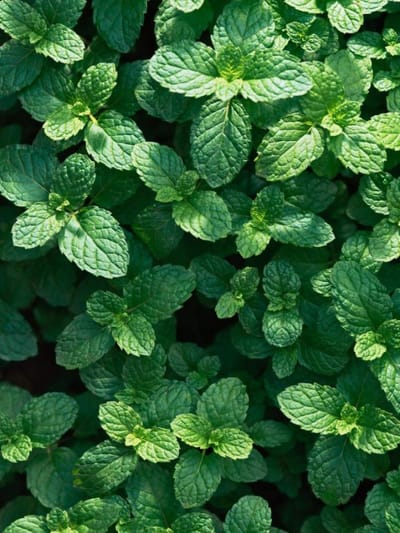 പുതിനയില ഇനി വാടില്ല! ആഴ്ചകളോളം ഫ്രഷ് ആയി ഇരിക്കും