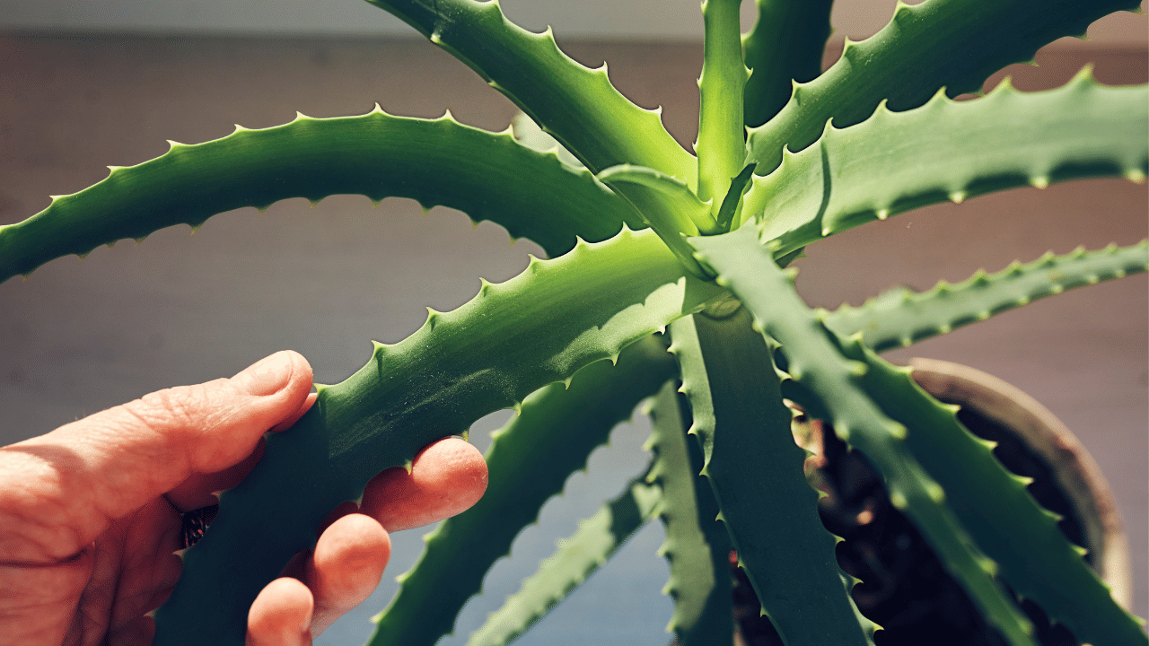 കറ്റാർ വാഴയും നല്ലൊരു ഇൻഡോർ ചെടിയാണ്. സൂര്യപ്രകാശം നേരിട്ട് കിട്ടുന്നിടത്ത് ഇത് വയ്ക്കുന്നതാണ് നല്ലത്. ഔഷധസസ്യം കൂടിയായ ഇവ വീടിനുള്ളിൽ തണുപ്പ് നൽകും.