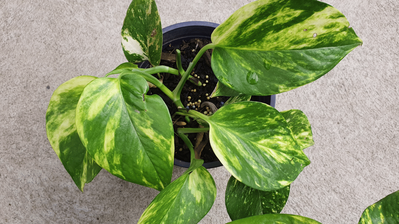 മണിപ്ലാന്റാണ് പട്ടികയിൽ ആദ്യത്തേത്. വള്ളിയായി പടർന്ന് പിടിച്ചുവളരുന്ന ഇവ ചട്ടികളിലോ. ഒരു കുപ്പിയിൽ വെള്ളം നിറച്ചോ നടാവുന്നതാണ്. ഇടയ്ക്കിടെ അറ്റം മുറിച്ച് വൃത്തിയാക്കേണ്ടതുണ്ട്.