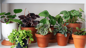 എസി വേണ്ട, വേനൽക്കാലത്ത് വീടിനുള്ളിൽ വളർത്താവുന്ന ചെടികൾ