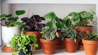 Renu Sudhi: പേരുമാറ്റി രേണു സുധി, കാരണം ഇതാണ്