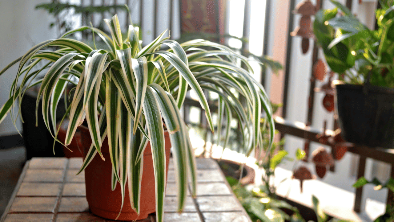 സ്പൈഡർ പ്ലാന്റിലെ ഇലകൾക്ക് വിഷാംശം ആഗിരണം ചെയ്യാനും കൂടുതൽ ഓക്സിജൻ പുറത്ത് വിടാനും കഴിവുണ്ട്. വീടിനകത്ത് പച്ചപ്പ് ഒരുക്കാനും ചൂട് കുറയ്ക്കാനും പോസിറ്റീവ് എനർജി നിറയ്ക്കാനും ഇവ സഹായിക്കും.