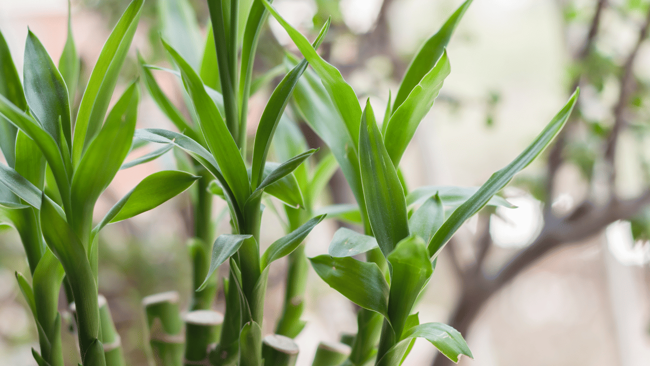 ലക്കി ബാംബൂ ആണ് പട്ടികയിൽ അവസാനത്തേത്. സൂര്യപ്രകാശം നേരിട്ട് ലഭിക്കാത്ത വീടിന്റെ ഏതെങ്കിലും ഒഴിഞ്ഞ കോണില് ഇവ വയ്ക്കാം. കാര്യമായ പരിചരണത്തിന്റെ ആവശ്യമില്ല. (Image Credit: Getty Images)