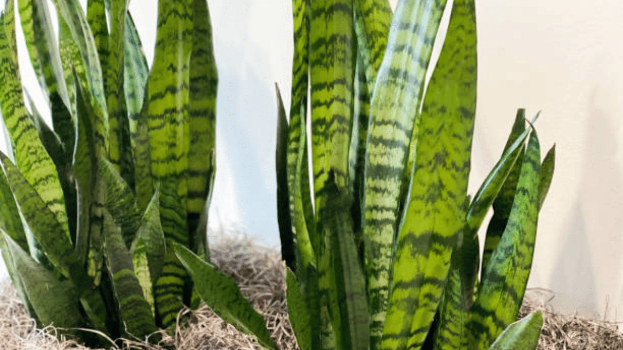 സ്നേക് പ്ലാന്റ്, സാൻസവേരിയ എന്നീ പേരുകളിൽ അറിയപ്പെടുന്ന ഈ ചെടിയും ചൂട് അന്തരീക്ഷം മാറ്റി കുളിർമയേകും. വായൂ ശുദ്ധമാക്കാനും ഈ അലങ്കാര ചെടി സഹായിക്കുന്നതാണ്.